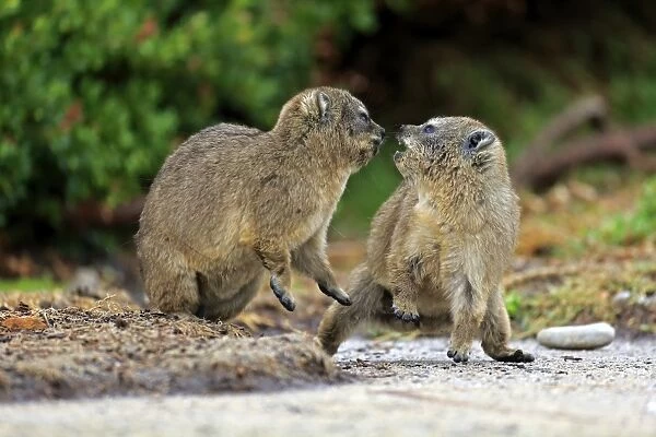 Cape Rock Hyrax (Procavia capensis) two young, fighting, Bettys Bay, Western Cape, South Africa, December