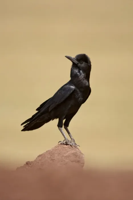 Framed Print : Cape Rook (Corvus capensis) adult, standing on rock, Bale Mountains, Oromia, Ethiopia Framed Print : Cape Rook (Corvus capensis) adult, standing on rock, Bale Mountains, Oromia, Ethiopia