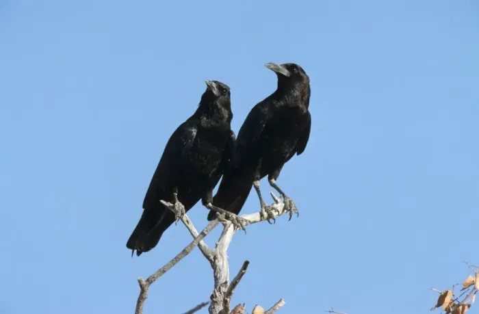 Framed Print : Cape Rook (Corvus capensis) adult pair, perched on branches, Namibia Framed Print : Cape Rook (Corvus capensis) adult pair, perched on branches, Namibia