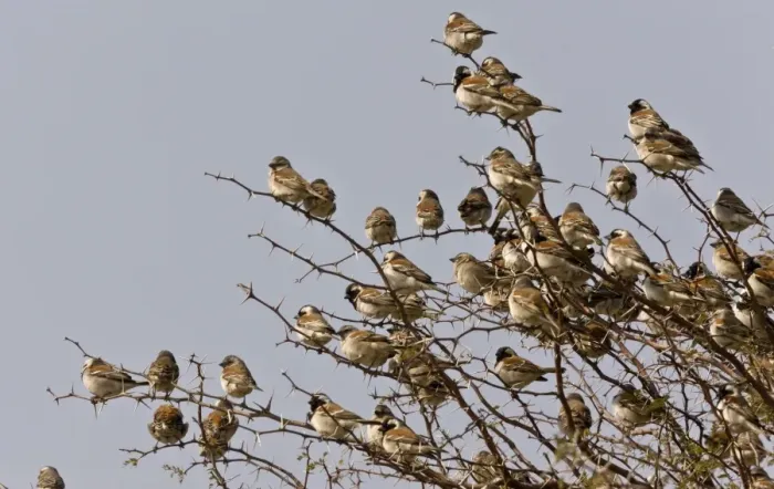 Framed Print : Cape Sparrow Passer melanurus adult males and females, flock perched in thorn bush, Kalahari Desert Framed Print : Cape Sparrow Passer melanurus adult males and females, flock perched in thorn bush, Kalahari Desert