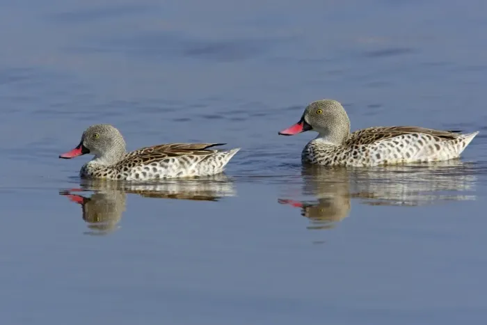 Framed Print : Cape Teal (Anas capensis) adult pair, swimming on lake, Lake Nakuru N. P. Great Rift Valley, Kenya, September Framed Print : Cape Teal (Anas capensis) adult pair, swimming on lake, Lake Nakuru N. P. Great Rift Valley, Kenya, September