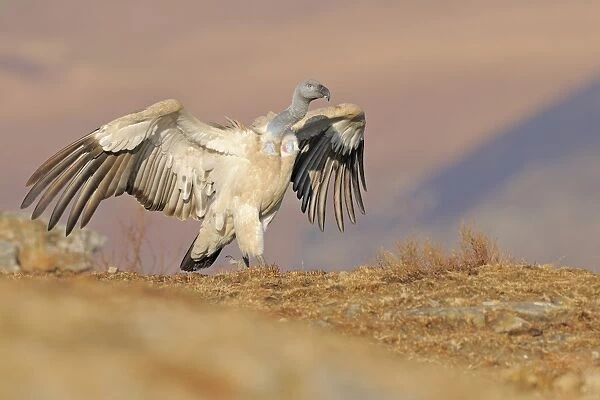 Cape Vulture (Gyps coprotheres) adult, with wings spread, walking on mountain clifftop, Giants Castle N. P