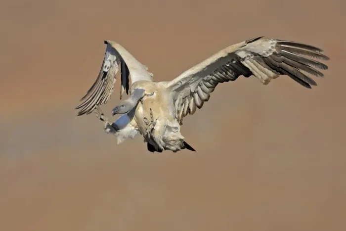 Framed Print : Cape Vulture (Gyps coprotheres) adult, in flight, landing on mountain clifftop, Giants Castle N. P Framed Print : Cape Vulture (Gyps coprotheres) adult, in flight, landing on mountain clifftop, Giants Castle N. P