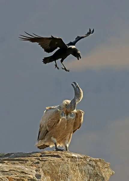 Cape Vulture (Gyps coprotheres) adult, standing on rock, harassed by White-necked Raven (Corvus albicollis) adult, in flight, Giant's Castle Reserve, Drakensberg Mountains, Natal, South Africa