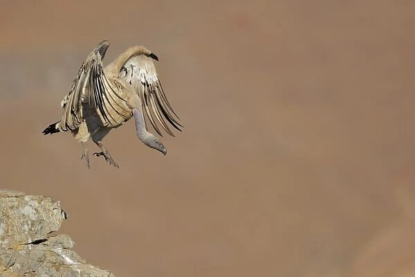 Cape Vulture (Gyps coprotheres) adult, in flight, taking off from mountain clifftop, Giants Castle N. P