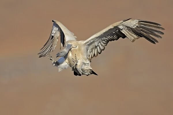 Cape Vulture (Gyps coprotheres) adult, in flight, landing on mountain clifftop, Giants Castle N. P