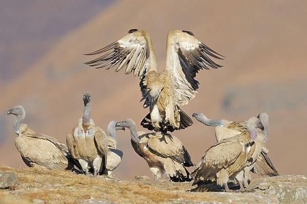 Cape Vulture (Gyps coprotheres) adult, in flight, landing amongst flock on mountain clifftop, Giants Castle N. P