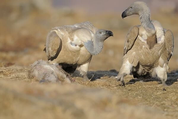 Cape Vulture (Gyps coprotheres) two adults, squabbling over bait on mountain clifftop, Giants Castle N. P
