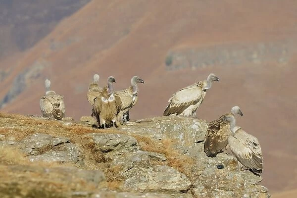 Cape Vulture (Gyps coprotheres) flock, standing on mountain clifftop, Giants Castle N. P
