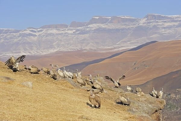 Cape Vulture (Gyps coprotheres) flock, gathered on mountain clifftop, Giant's Castle N. P. Drakensberg Mountains, Natal, South Africa