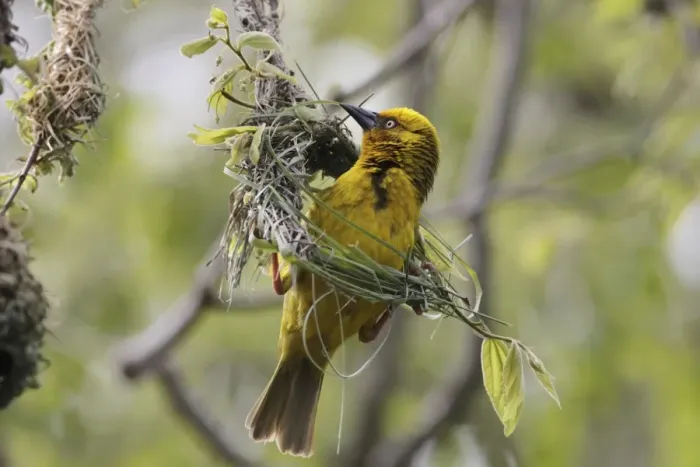 Framed Print : Cape Weaver (Ploceus capensis) adult male, weaving nest material, Bontebok N. P. Western Cape, South Africa, September Framed Print : Cape Weaver (Ploceus capensis) adult male, weaving nest material, Bontebok N. P. Western Cape, South Africa, September