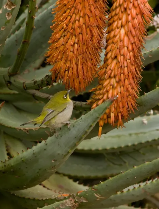 Framed Print : Cape White-eye (Zosterops pallidus capensis) adult, feeding on Cape Aloe (Aloe ferox) flowers, Cape Town Framed Print : Cape White-eye (Zosterops pallidus capensis) adult, feeding on Cape Aloe (Aloe ferox) flowers, Cape Town