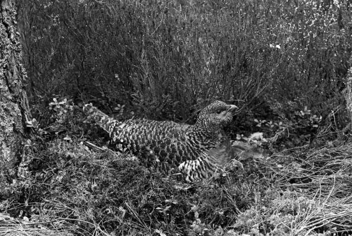 Framed Print : Capercaillie female at nest 1939 - Aviemore. Taken by Eric Hosking Framed Print : Capercaillie female at nest 1939 - Aviemore. Taken by Eric Hosking