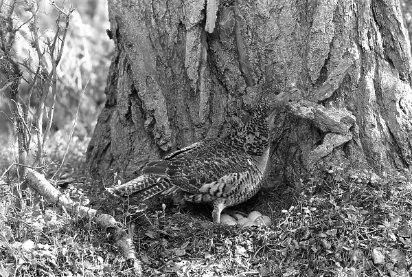 Capercaillie female at nest 1956 - Aviemore. Taken by Eric Hosking
