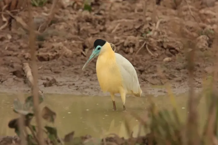 Framed Print : Capped Heron (Pilherodius pileatus) adult, standing in water, Pouso Alegre, Mato Grosso, Brazil, september