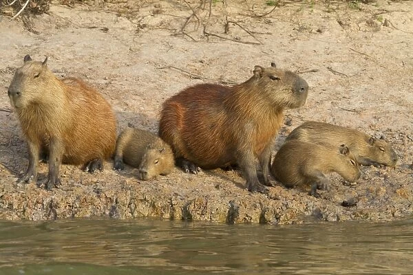 Capybara (Hydrochaerus hydrochaeris) two adults with young, resting on riverbank, Paraguay River, Pantanal, Mato Grosso, Brazil