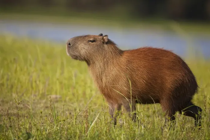 Framed Print : Capybara (Hydrochaerus hydrochaeris) adult, standing in evening sunlight, Pantanal, Mato Grosso, Brazil