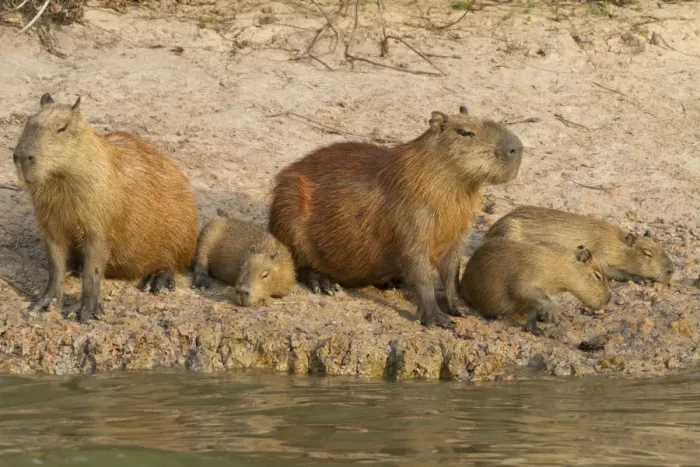 Framed Print : Capybara (Hydrochaerus hydrochaeris) two adults with young, resting on riverbank, Paraguay River, Pantanal, Mato Grosso, Brazil