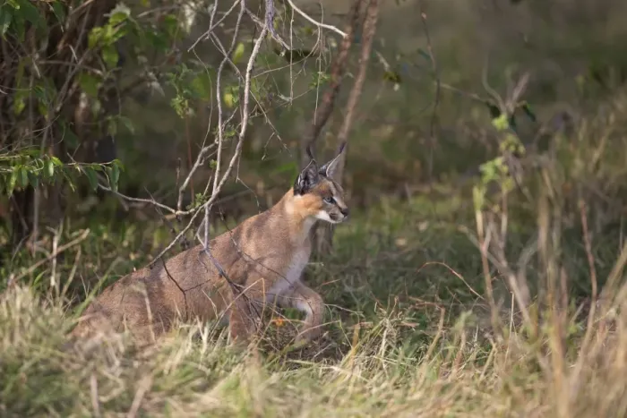 Framed Print : Caracal (Caracal caracal) adult, stalking prey in savannah, Masai Mara National Reserve, Kenya, August
