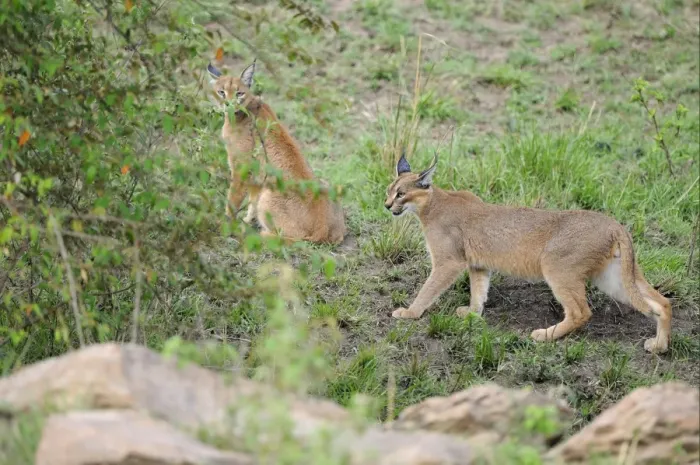 Framed Print : Caracal (Caracal caracal) adult pair, at edge of bushes, Masai Mara, Kenya