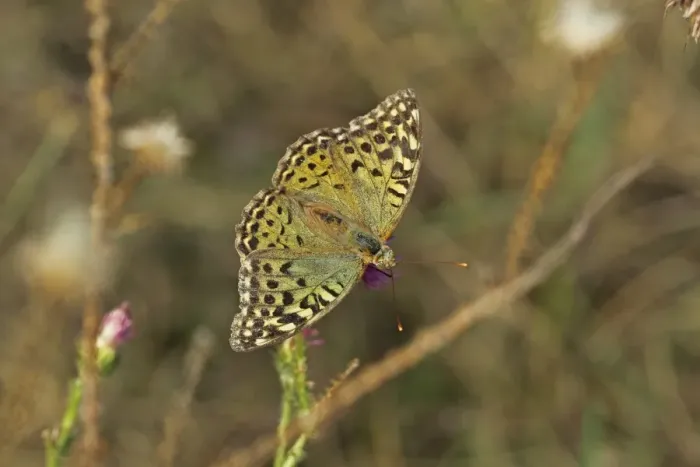 Framed Print : Cardinal Fritillary (Argynnis pandora) adult, feeding on flower, Bulgaria, september Framed Print : Cardinal Fritillary (Argynnis pandora) adult, feeding on flower, Bulgaria, september
