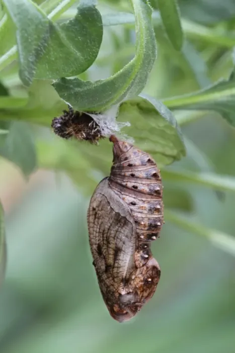 Framed Print : Cardinal Fritillary (Argynnis pandora) pupa, suspended from Violet (Viola sp. ) larval foodplant, from breeding stock Framed Print : Cardinal Fritillary (Argynnis pandora) pupa, suspended from Violet (Viola sp. ) larval foodplant, from breeding stock