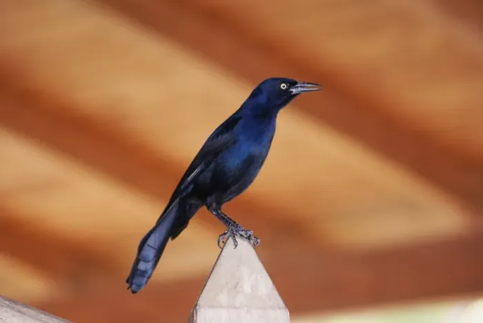 Framed Print : Carib Grackle (Quiscalus lugubris) adult male, perched on post, Grenada, Grenadines, Windward Islands, Lesser Antilles Framed Print : Carib Grackle (Quiscalus lugubris) adult male, perched on post, Grenada, Grenadines, Windward Islands, Lesser Antilles