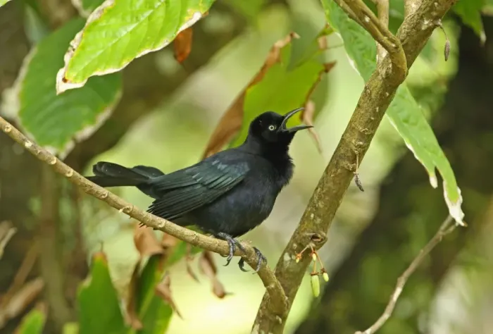 Framed Print : Carib Grackle (Quiscalus lugubris inflexirostris) adult male, singing, perched on branch, Fond Doux Plantation, St Framed Print : Carib Grackle (Quiscalus lugubris inflexirostris) adult male, singing, perched on branch, Fond Doux Plantation, St