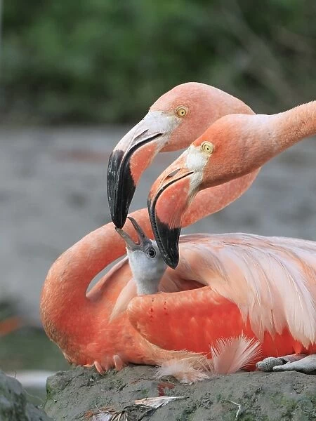 Caribbean Flamingo (Phoenicopterus ruber) adult pair, close-up of heads, feeding three-day old chick on nest (captive)