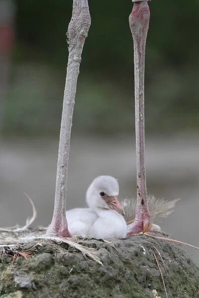 Caribbean Flamingo (Phoenicopterus ruber) three-day old chick, sitting on nest between legs of adult (captive)