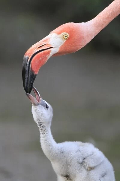Caribbean Flamingo (Phoenicopterus ruber) adult, close-up of head, feeding three-day old chick (captive)