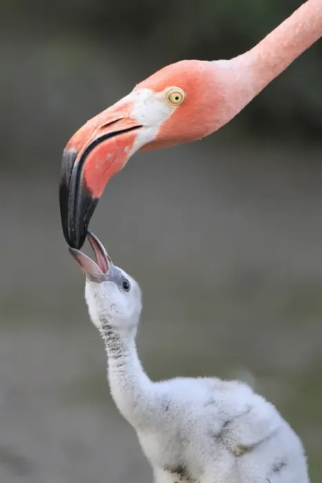 Framed Print : Caribbean Flamingo (Phoenicopterus ruber) adult, close-up of head, feeding three-day old chick (captive) Framed Print : Caribbean Flamingo (Phoenicopterus ruber) adult, close-up of head, feeding three-day old chick (captive)