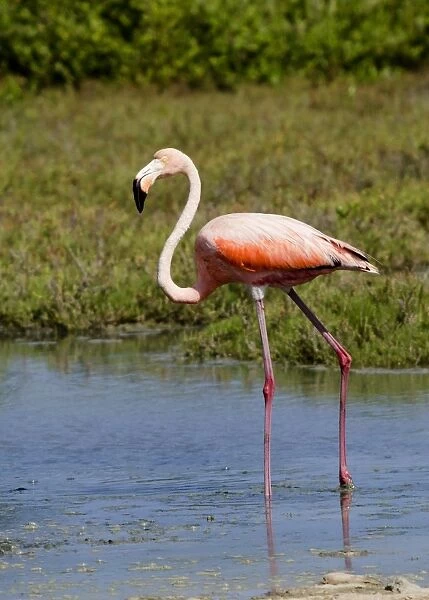 Caribbean Flamingo (Phoenicopterus ruber) adult, wading in lake margin, Bonaire, Leeward Antilles, Lesser Antilles, Caribbean