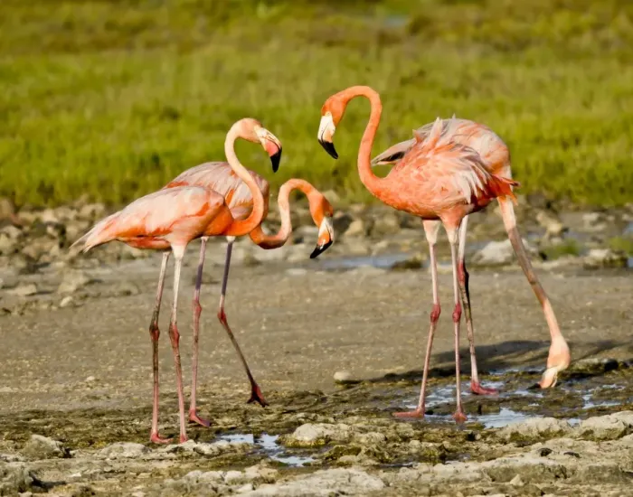 Framed Print : Caribbean Flamingo (Phoenicopterus ruber) four adults, drinking from small freshwater pools, Bonaire, Leeward Antilles, Lesser Antilles, Caribbean Framed Print : Caribbean Flamingo (Phoenicopterus ruber) four adults, drinking from small freshwater pools, Bonaire, Leeward Antilles, Lesser Antilles, Caribbean