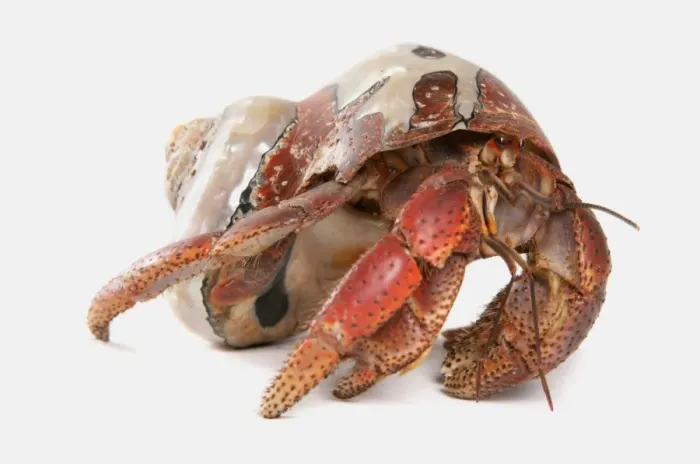 Framed Print : Caribbean Hermit Crab (Coenobita clypeatus) adult Framed Print : Caribbean Hermit Crab (Coenobita clypeatus) adult