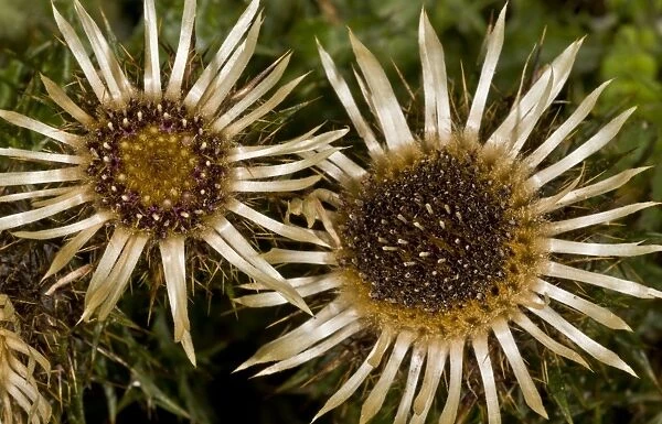 Carline Thistle (Carlina vulgaris) close-up of flowers, growing on chalk grassland, Hampshire, England, August