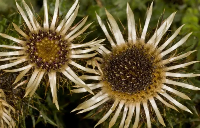 Framed Print : Carline Thistle (Carlina vulgaris) close-up of flowers, growing on chalk grassland, Hampshire, England, August Framed Print : Carline Thistle (Carlina vulgaris) close-up of flowers, growing on chalk grassland, Hampshire, England, August