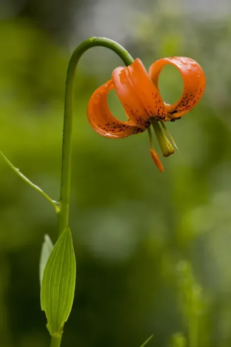 Framed Print : Carnic Lily (Lilium carniolicum) flowering, growing in hay meadow, Slovenia, june Framed Print : Carnic Lily (Lilium carniolicum) flowering, growing in hay meadow, Slovenia, june