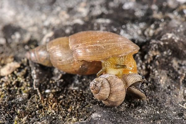 Carnivorous Snail (Poiretia dilatata) adult, feeding on Round-mouthed Snail (Pomatias elegans) prey
