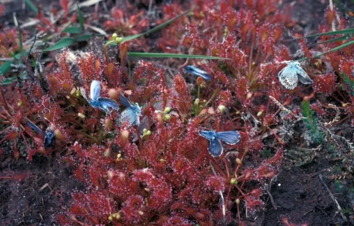 Framed Print : Carnivorous-Sundew Round-leaved(Drosera rotundifolia) close-up / Common Blue Butterflies Framed Print : Carnivorous-Sundew Round-leaved(Drosera rotundifolia) close-up / Common Blue Butterflies