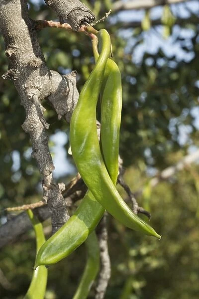 Carob (Ceratonia siliqua) close-up of ripening fruits, Cyprus, March