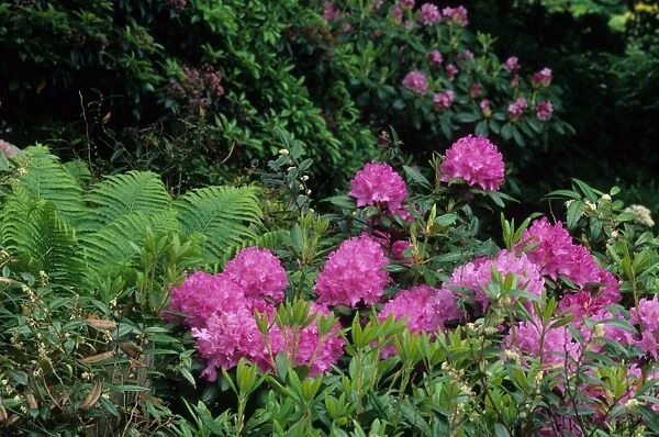 Carolina Rhododendron Rhododendron carolinianum) flowering, growing with Ostrich Fern (Matteuccia struthiopteris var)