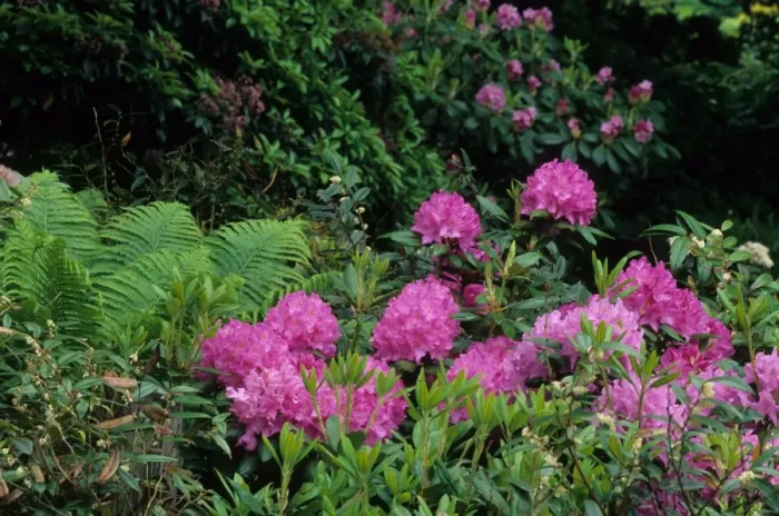 Framed Print : Carolina Rhododendron Rhododendron carolinianum) flowering, growing with Ostrich Fern (Matteuccia struthiopteris var) Framed Print : Carolina Rhododendron Rhododendron carolinianum) flowering, growing with Ostrich Fern (Matteuccia struthiopteris var)