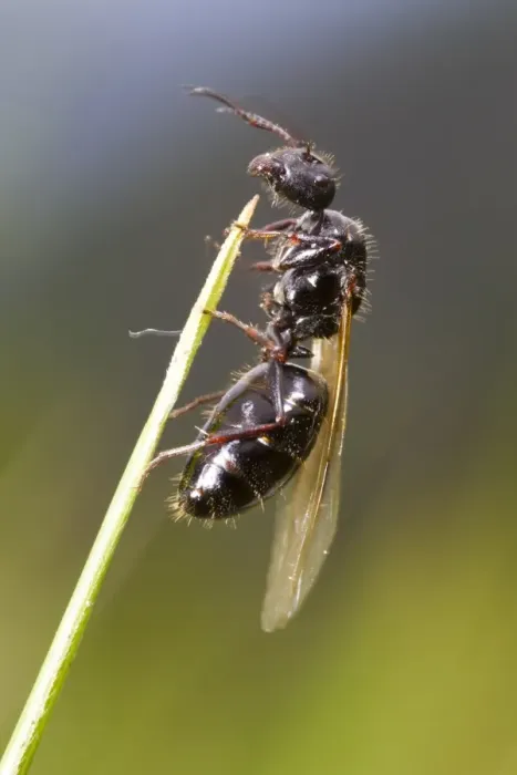 Framed Print : Carpenter Ant (Camponotus piceus) winged adult, queen about to fly on nuptial flight, Ariege Pyrenees, Midi-Pyrenees Framed Print : Carpenter Ant (Camponotus piceus) winged adult, queen about to fly on nuptial flight, Ariege Pyrenees, Midi-Pyrenees