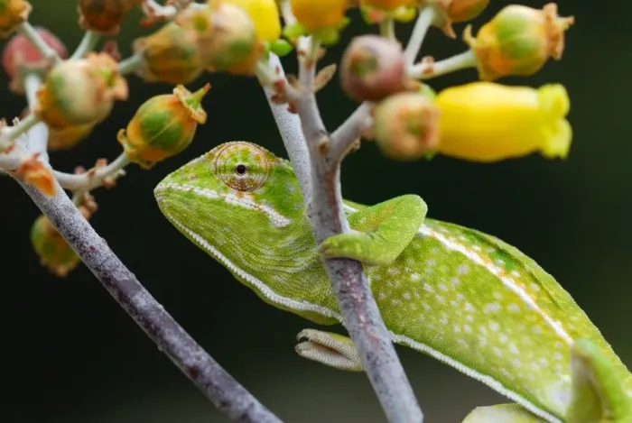 Framed Print : Carpet Chameleon (Furcifer lateralis) adult, climbing branch in forest, Anja Reserve, Central Madagascar, august Framed Print : Carpet Chameleon (Furcifer lateralis) adult, climbing branch in forest, Anja Reserve, Central Madagascar, august