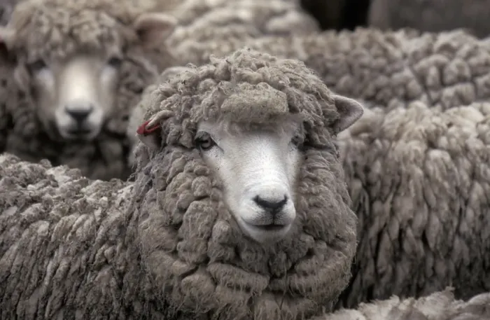 Framed Print : Carradale Sheep Waiting to be shorn Framed Print : Carradale Sheep Waiting to be shorn