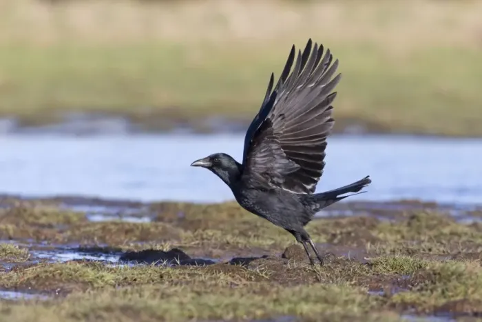Framed Print : Carrion Crow (Corvus corone) adult, in flight, taking off from marsh, Suffolk, England, February Framed Print : Carrion Crow (Corvus corone) adult, in flight, taking off from marsh, Suffolk, England, February
