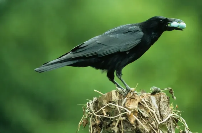 Framed Print : Carrion Crow (Corvus corone) adult, with stolen European Blackbird (Turdus merula) eggs in beak, perched on stump Framed Print : Carrion Crow (Corvus corone) adult, with stolen European Blackbird (Turdus merula) eggs in beak, perched on stump