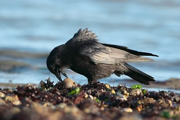 Carrion Crow (Corvus corone) adult, foraging on seashore at low tide, Poole Harbour, Dorset, England, february