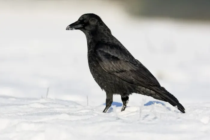 Framed Print : Carrion Crow (Corvus corone) adult, standing on snow, Midlands, England, december